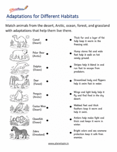 Animal habitat and adaptation matching worksheet