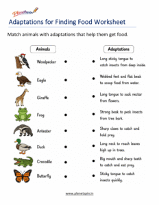 Animal adaptation survival worksheet