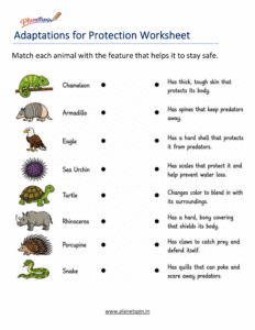 Animal adaptations matching worksheet
