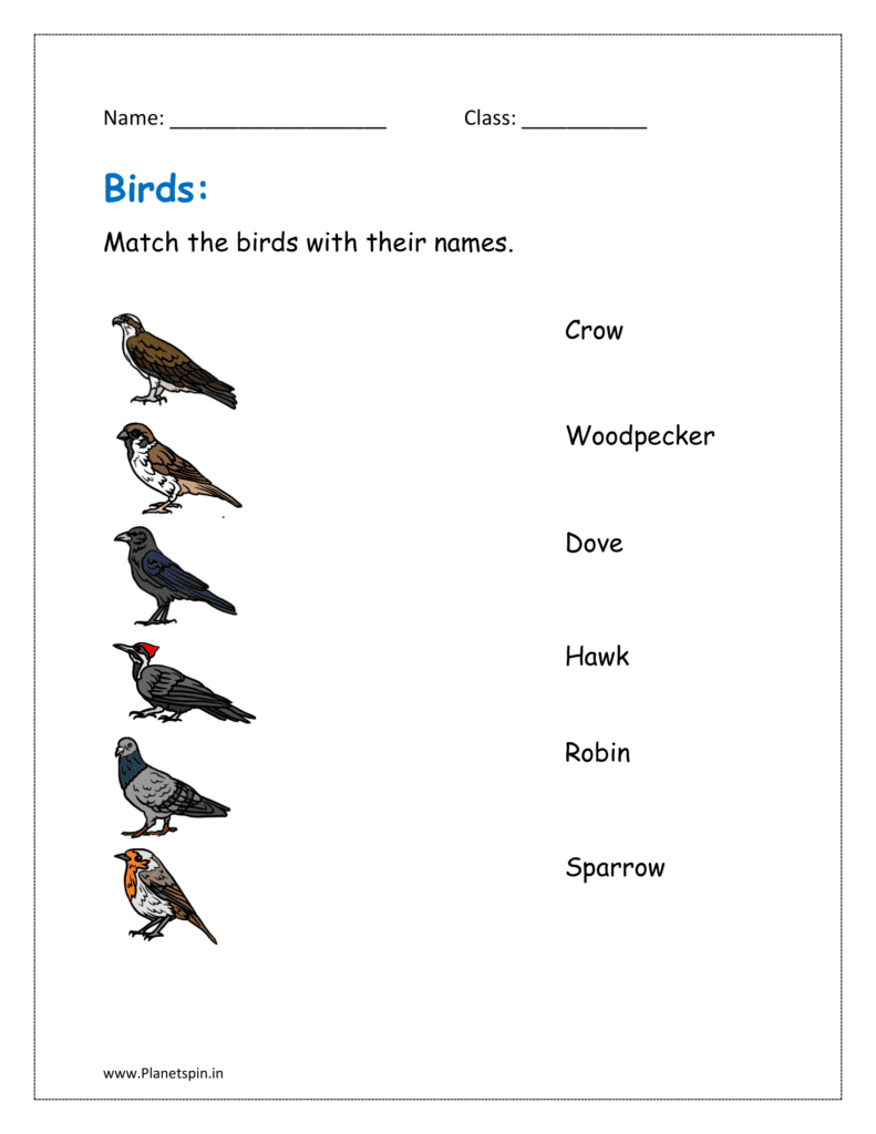 Match the birds with their names