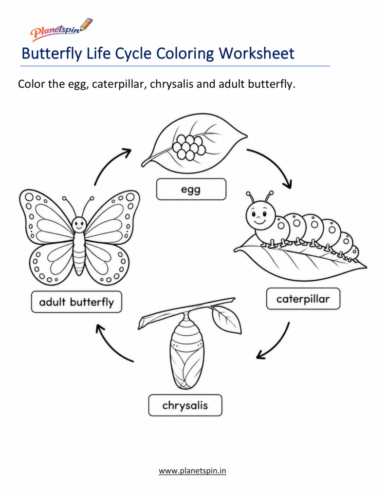 Butterfly life cycle worksheet for Grade 1