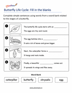 Egg caterpillar chrysalis and butterfly worksheet