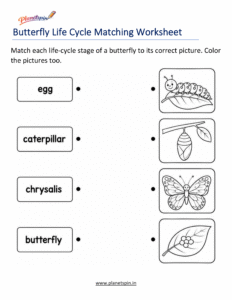 Butterfly life cycle matching worksheet