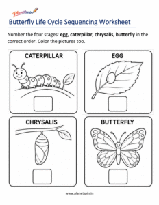 Butterfly life cycle sequencing worksheet