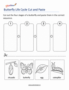 Butterfly life cycle cut and paste worksheet