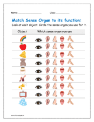 Sense organs worksheet
