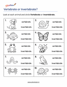 Invertebrate animals without backbones worksheet for Grade 1