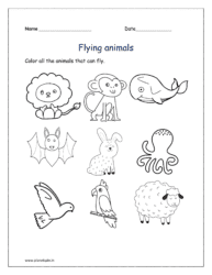 Flying animals: Color all the animals that can fly