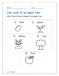 Color the different stages of an apple tree.