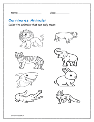 Carnivores animals worksheets