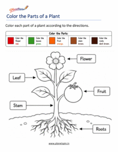 Parts of a plant coloring worksheet for kids