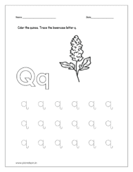 Color the quinoa and trace the lowercase letter q.