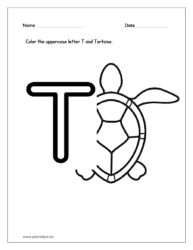 Color the Tortoise