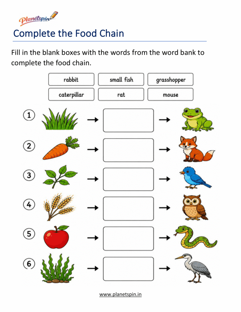 Simple food chain worksheet for first grade