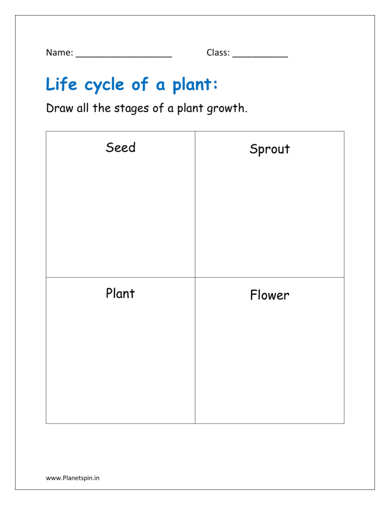Plant life cycle sheet for kindergarten | Planetspin.in
