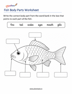 Fish body parts worksheet for first grade