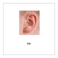 Flash card of body parts: Ear