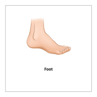 Flash card of body parts: Foot