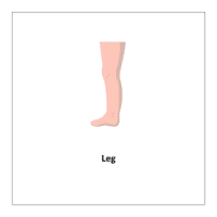 Flash card of body parts: Leg