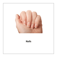 Flash card of body parts: Nails
