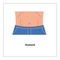 Flash card of body parts: Stomach