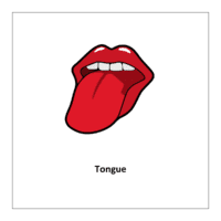  Tongue