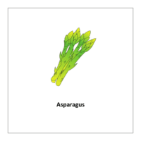 Flash card of vegetables: Asparagus