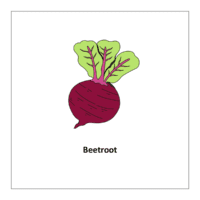 Flash card of vegetables list: Beetroot