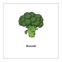 Vegetable flashcards: Broccoli