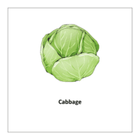 Vegetable flashcards: Cabbage