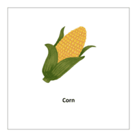 Flash card of vegetables list: Corn