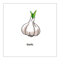  Garlic