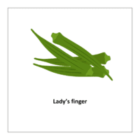 Vegetables flashcards: Lady's finger
