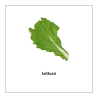 Vegetable flashcards: Lettuce