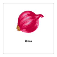 Free printable flashcards of vegetables: Onion