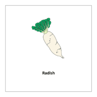 Flash card of vegetables list: Radish