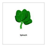  Spinach