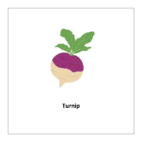 Vegetables flashcards: Turnip
