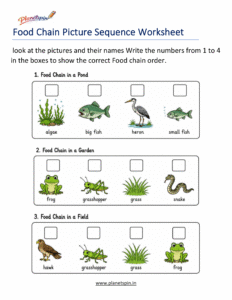 Food chain sequencing worksheet