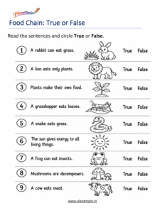 Food Chain true or false worksheet for grade 1