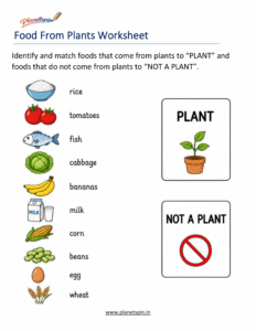 Foods we get from plants worksheet