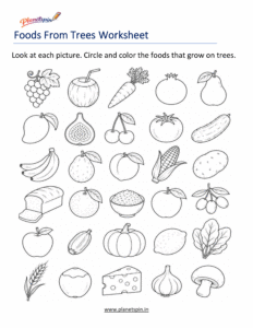 Where our food comes from worksheet