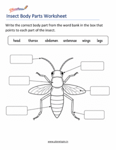 Insect body parts worksheet for grade 1