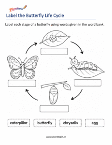 Butterfly life cycle labeling worksheet for kids