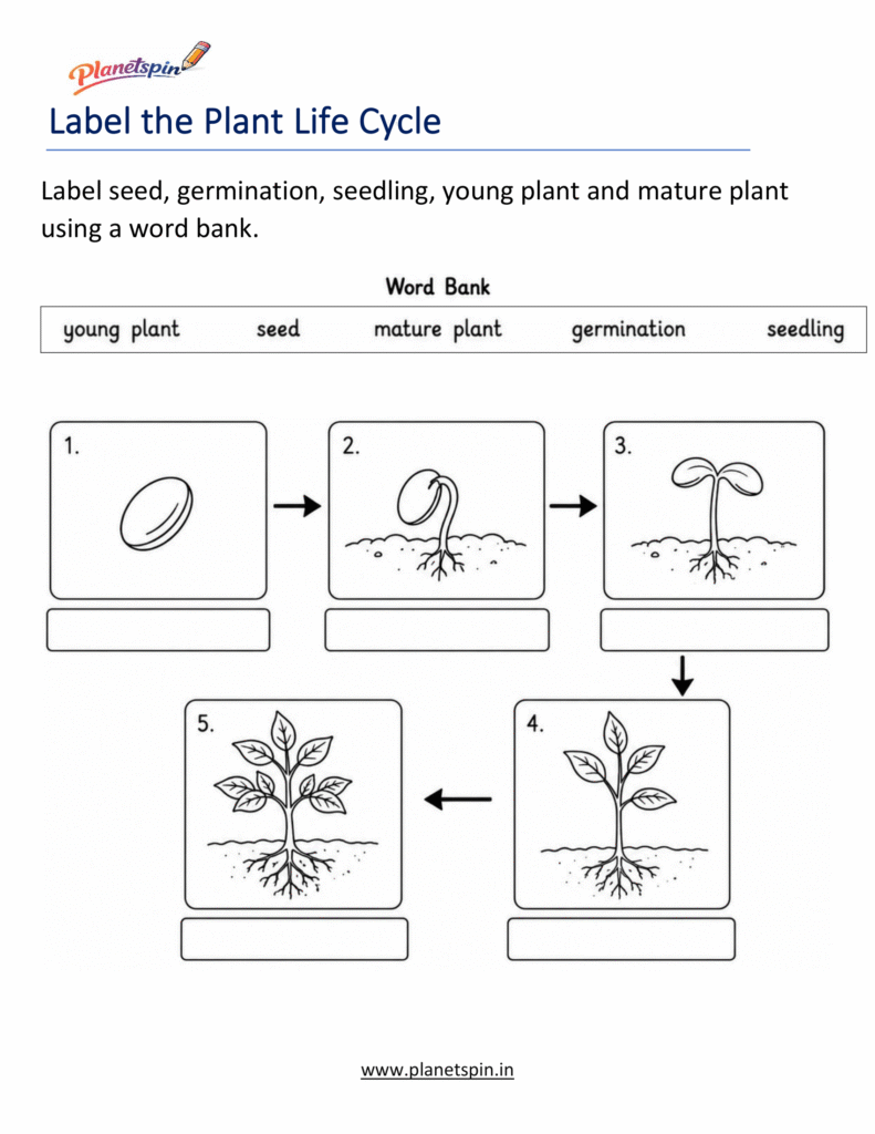 Plant Life Cycle Worksheets for Grade 1