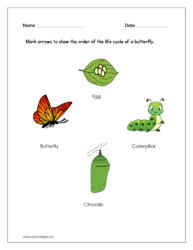 Mark arrows to show the order of the life cycle of a butterfly (Kindergarten worksheet science)