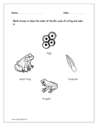 Mark arrows to show the order of the life cycle of a frog and color it