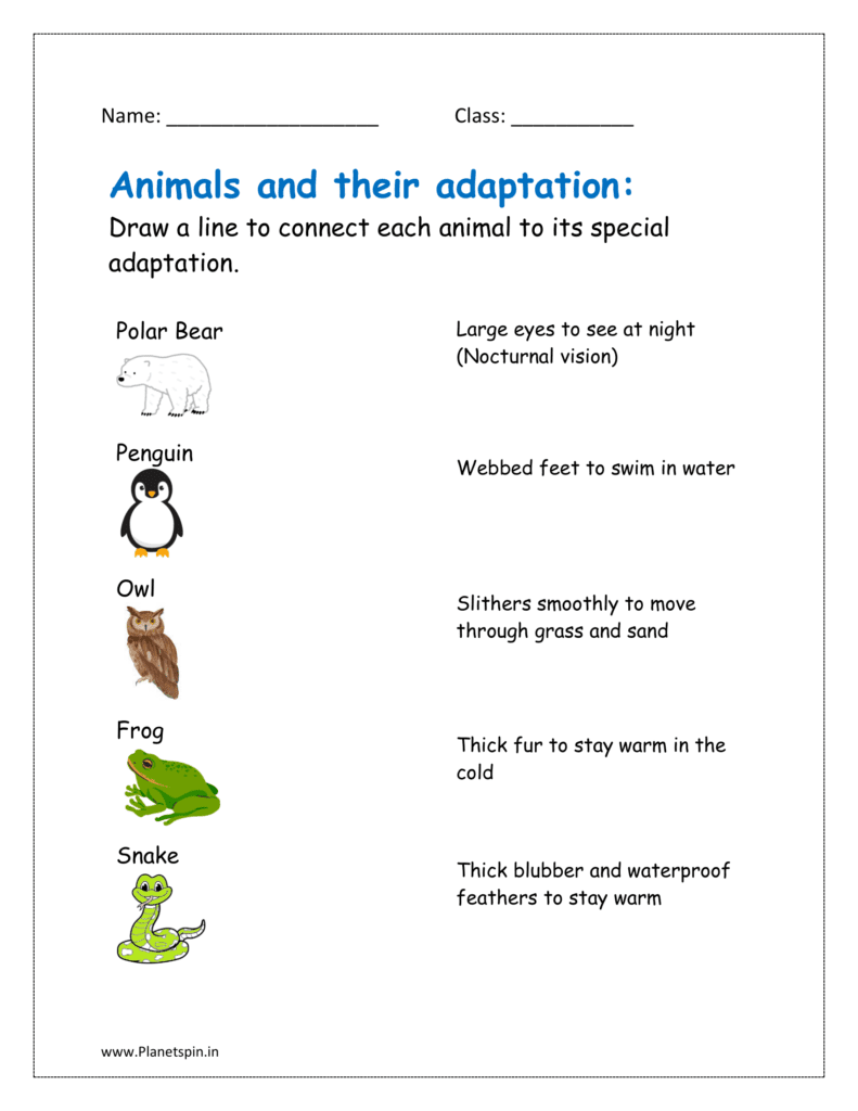 animal adaptation worksheets