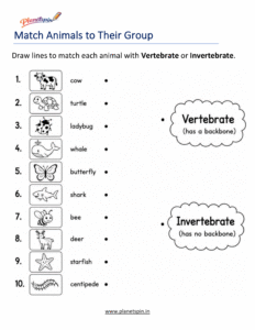 Match vertebrate and invertebrate animals worksheet