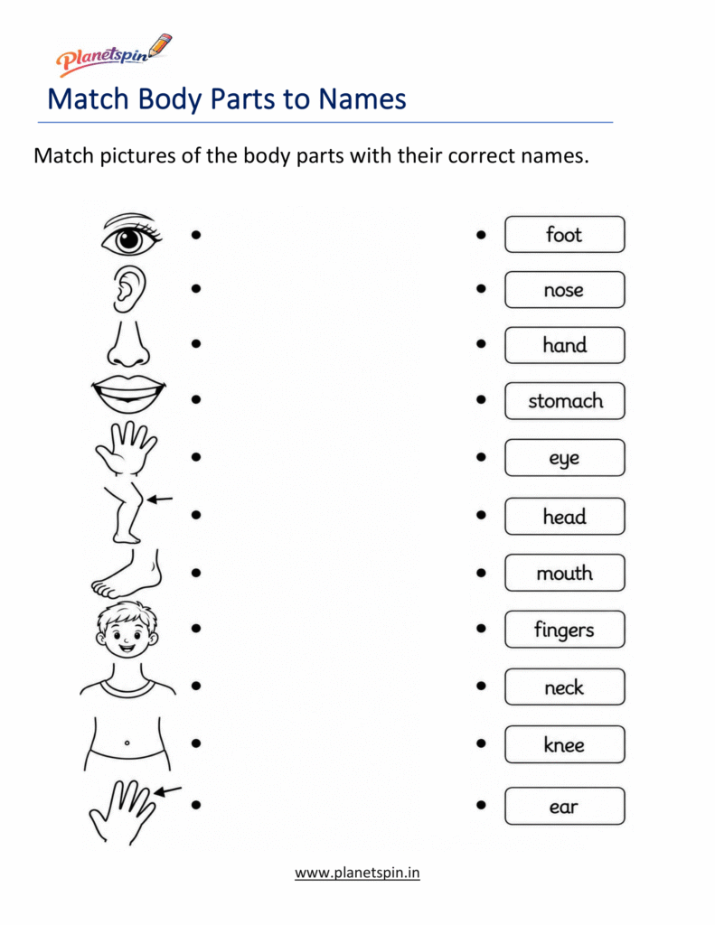 Human Body Parts Worksheets for Grade 1